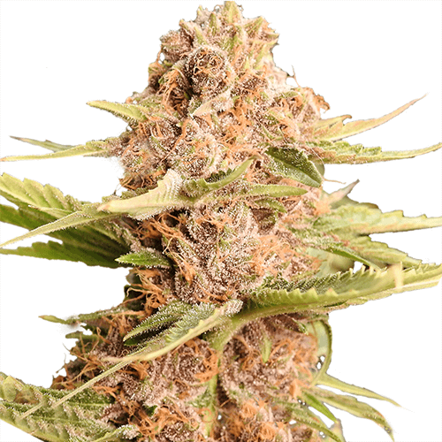 girl scout cookies extreme seeds 1