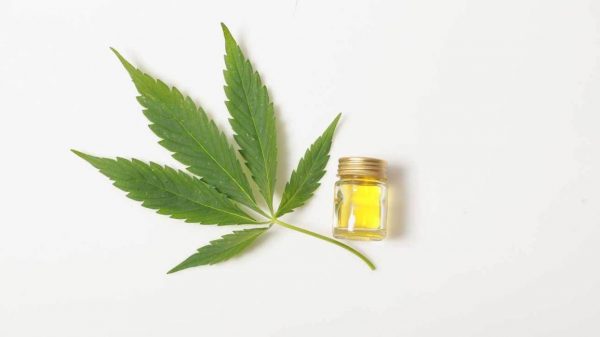 high-thc cannabis oil 1